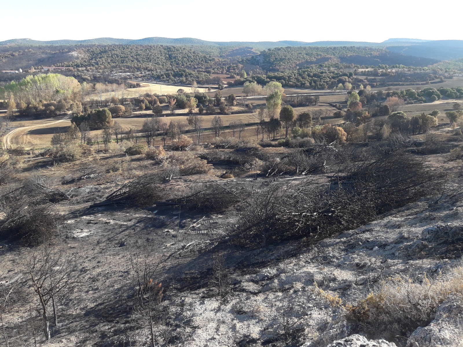 arboles incendio